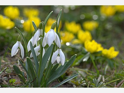 Imbolc celebrates the coming of Spring