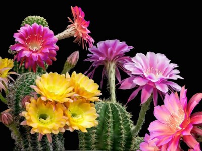 New $38 non-stop airfare Detroit to Phoenix in time to see desert cacti blooming