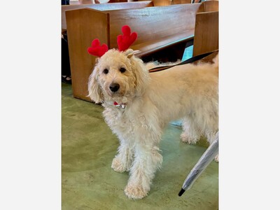 Pets Are Welcome at The Cathedral of Saint Andrew
